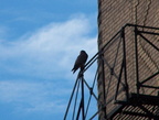 uptown falcons 2004-06-15 26e