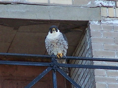 uptown falcons 2005-05-27 3e