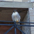 uptown falcons 2005-05-27 3e
