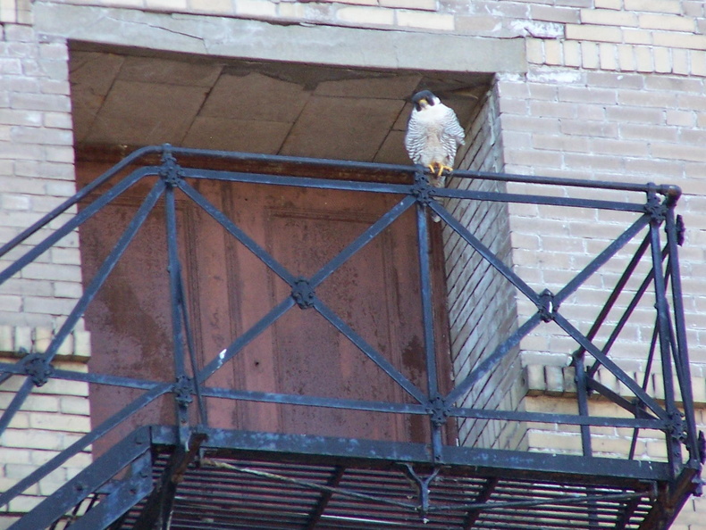 uptown falcons 2005-05-27 5e