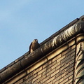 uptown falcons 2005-06-13 01e