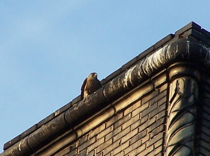uptown falcons 2005-06-13 01e