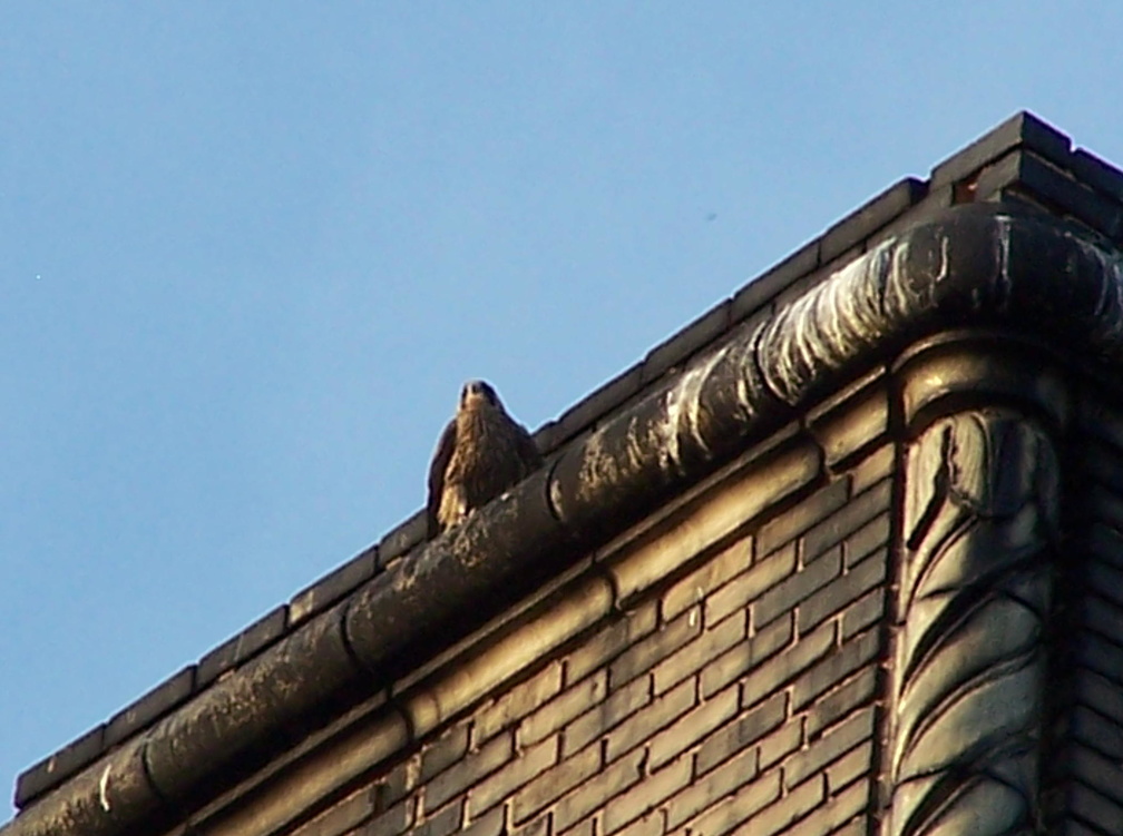 uptown falcons 2005-06-13 02e.jpg