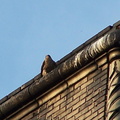 uptown falcons 2005-06-13 02e