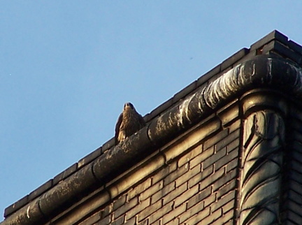 uptown falcons 2005-06-13 02e