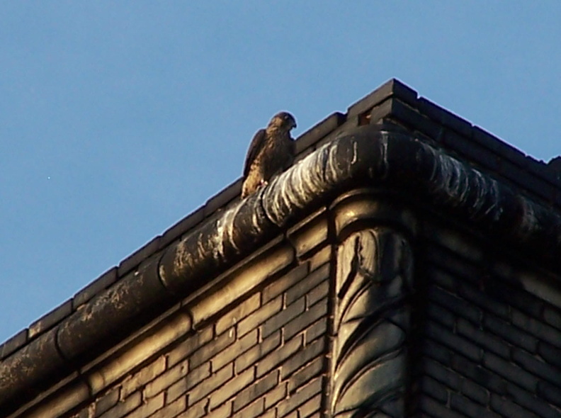 uptown falcons 2005-06-13 08e