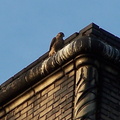uptown falcons 2005-06-13 08e