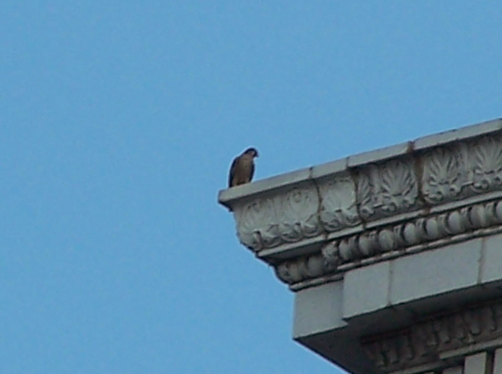 uptown falcons 2005-06-13 11e.jpg