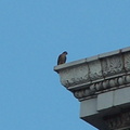 uptown falcons 2005-06-13 11e