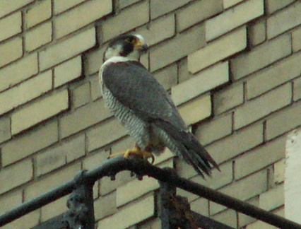 uptown falcons 2006-05-26 01e