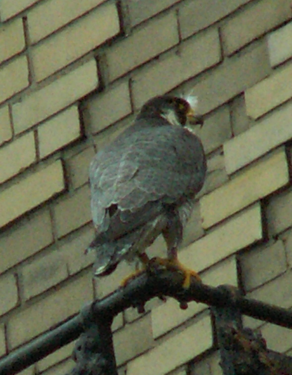 uptown falcons 2006-05-26 03e.jpg