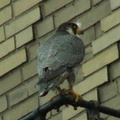 uptown falcons 2006-05-26 03e