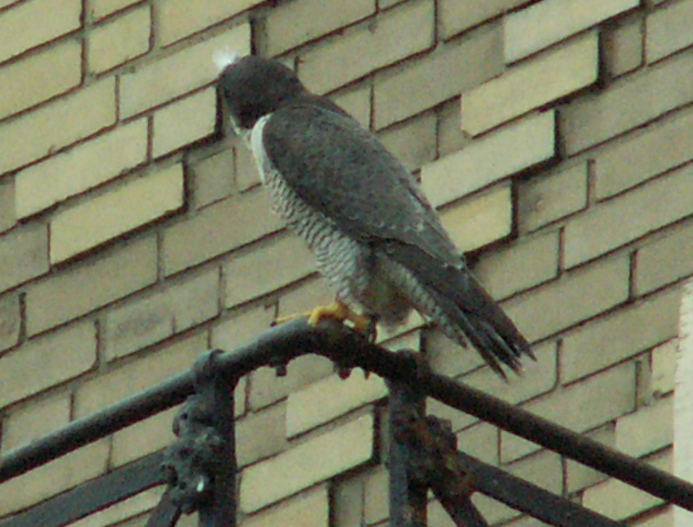 uptown falcons 2006-05-26 02e.jpg