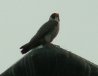 uptown falcons 2006-05-26 05e