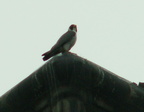 uptown falcons 2006-05-26 04e