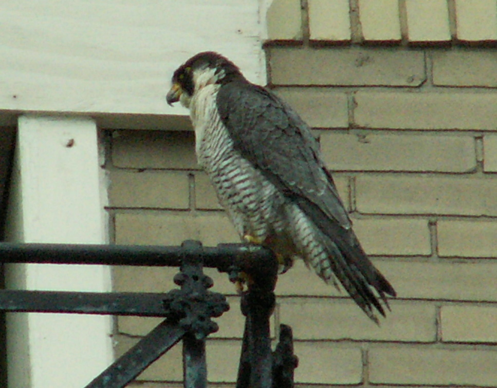 uptown falcons 2006-05-26 07e.jpg