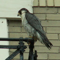 uptown falcons 2006-05-26 07e