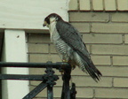 uptown falcons 2006-05-26 07e