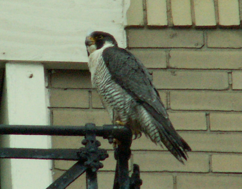 uptown falcons 2006-05-26 08e.jpg