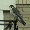 uptown falcons 2006-05-26 08e