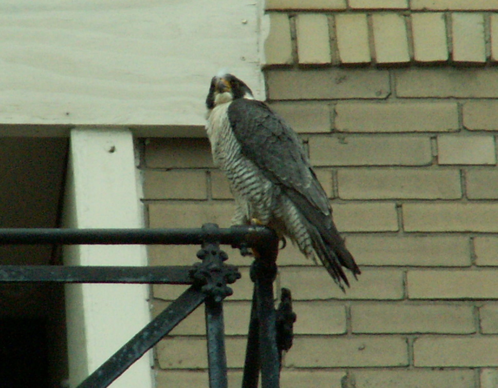 uptown falcons 2006-05-26 11e.jpg