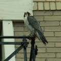 uptown falcons 2006-05-26 11e