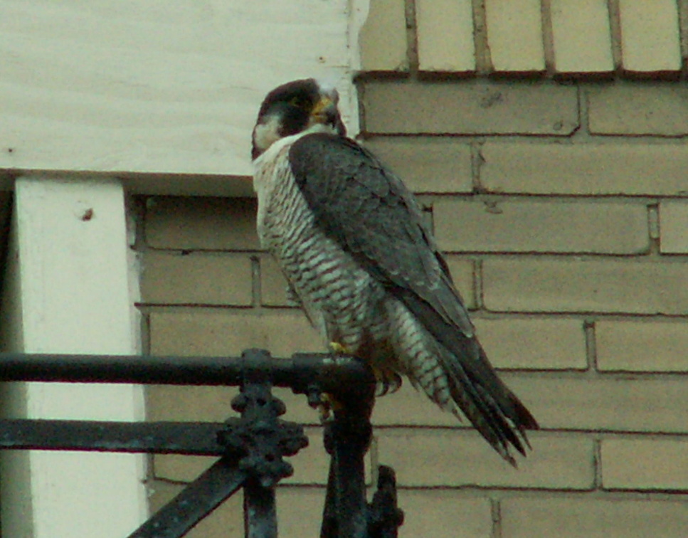 uptown falcons 2006-05-26 09e.jpg