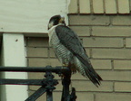uptown falcons 2006-05-26 09e