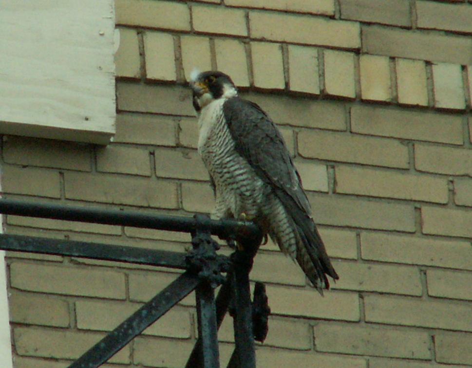 uptown falcons 2006-05-26 13e.jpg