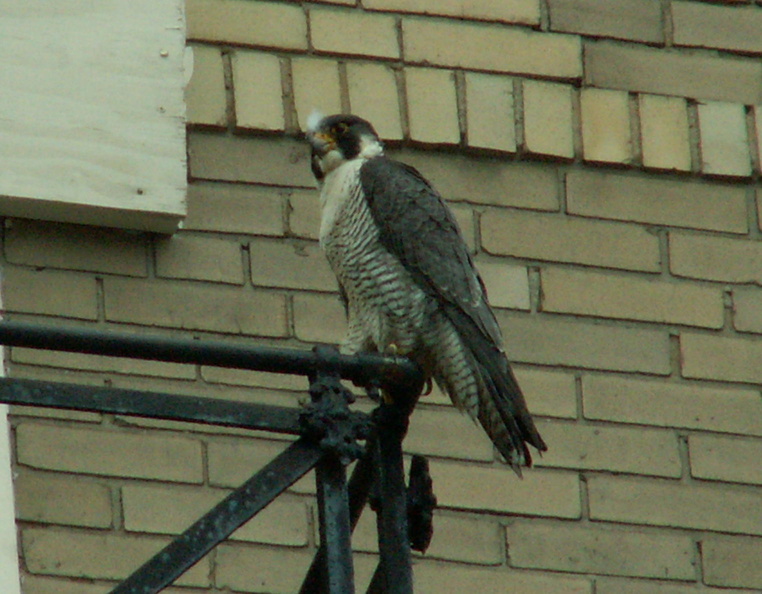 uptown falcons 2006-05-26 13e