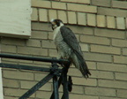 uptown falcons 2006-05-26 13e