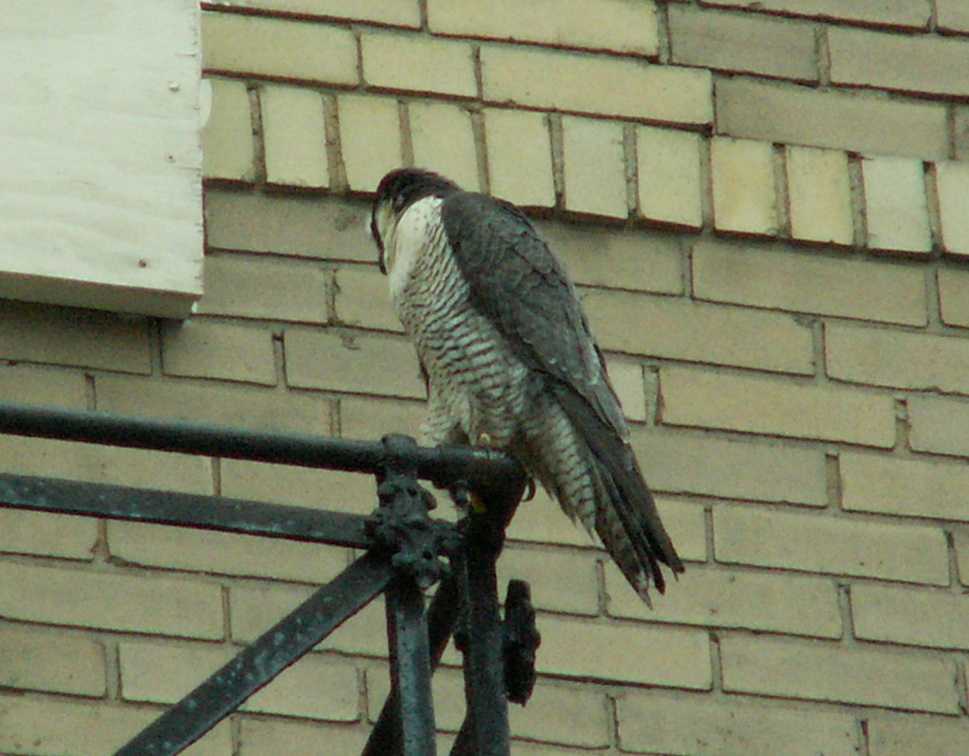 uptown falcons 2006-05-26 14e.jpg