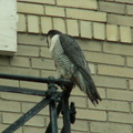 uptown falcons 2006-05-26 14e