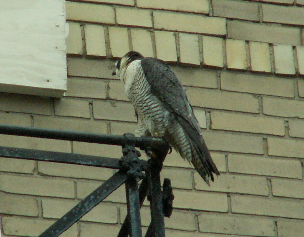 uptown falcons 2006-05-26 15e.jpg