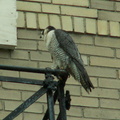 uptown falcons 2006-05-26 15e