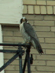 uptown falcons 2006-05-26 28e