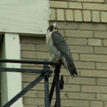 uptown falcons 2006-05-26 38e