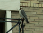 uptown falcons 2006-05-26 38e