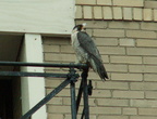uptown falcons 2006-05-26 39e