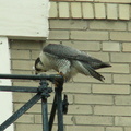 uptown falcons 2006-05-26 44e