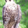 falcon 2005-05-18 01e