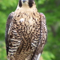falcon 2005-05-18 02e