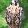 falcon 2005-05-18 03e