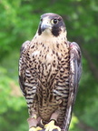 falcon 2005-05-18 03e