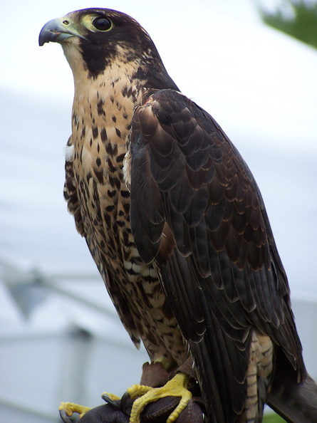 falcon 2005-05-18 05e