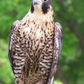 falcon 2005-05-18 04e