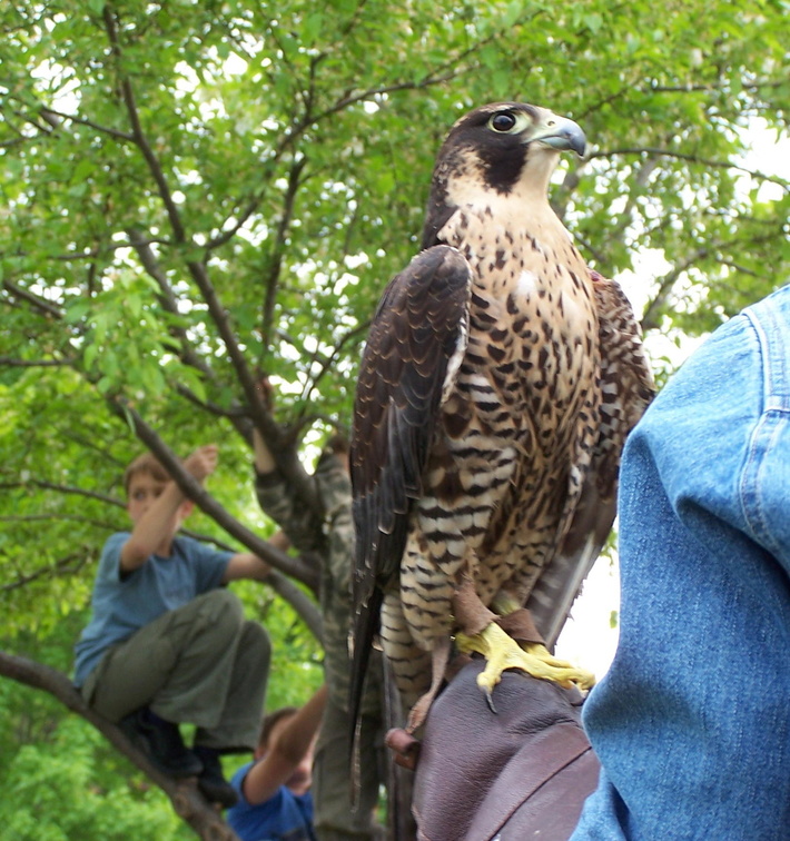 falcon 2005-05-18 07e