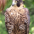 falcon 2005-05-18 10e