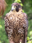 falcon 2005-05-18 10e