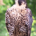 falcon 2005-05-18 11e